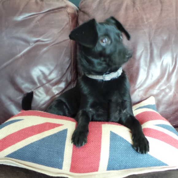 michele_doglove
